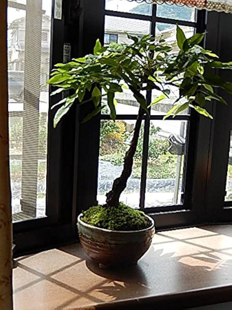 藤盆栽 楽天市場】育てる楽しみ藤盆栽 しだれ藤盆栽： 藤盆栽2025年4月